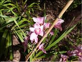 Madère - Cymbidium