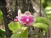 Madère - Doritaenopsis