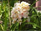 Madère - Cymbidium