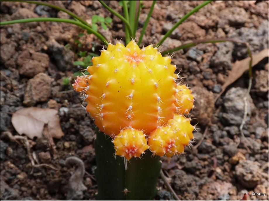 Madère - Gymnocalycium mihanovichii