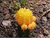 Madère - Gymnocalycium mihanovichii