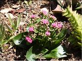 Madère - Kalanchoé de Blossfeld