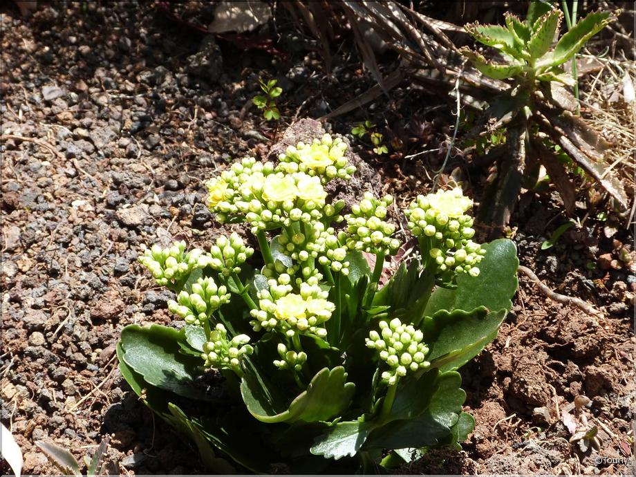 Madère - Kalanchoé de Blossfeld
