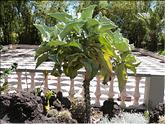 Madère - kalenchoé à oreille d'éléphant - Kalanchoe beharensis