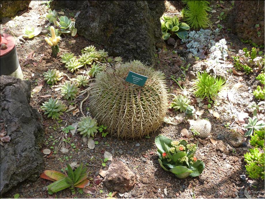 Madère - echinocactus grusonii