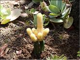 Madère - Echinopsis chamaecereus