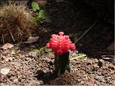 Madère - cactus fraise - Gymnocalycium mihanovichii
