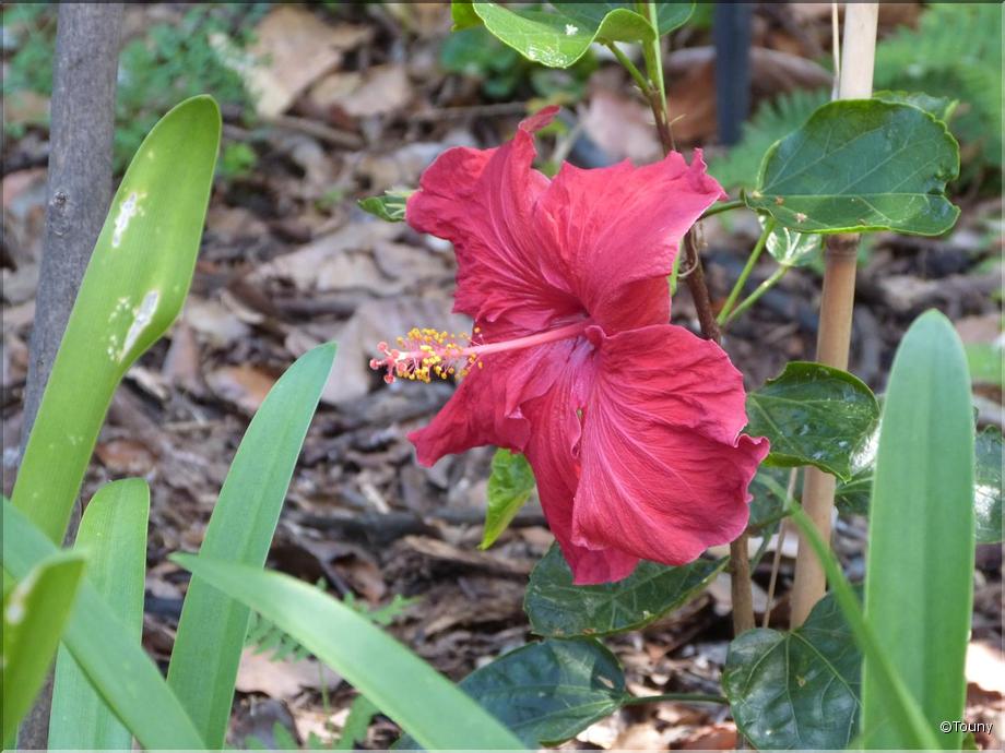 Madère - hibiscus