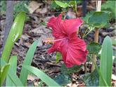 Madère - hibiscus
