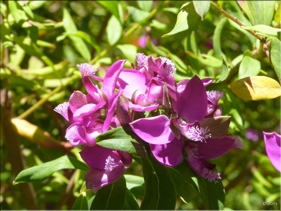 Madère - Polygale à feuilles de myrte - polygala myrtifolia