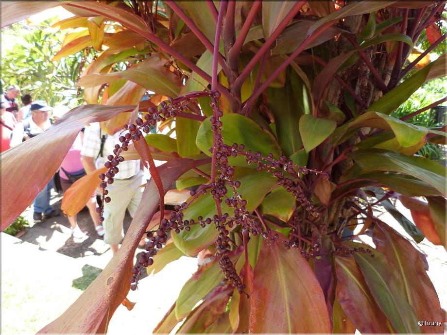 Madère - cordyline australis rubna