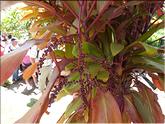 Madère - cordyline australis rubna