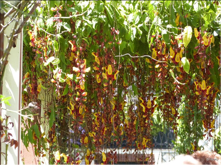 Madère - thunbergia mysorensis