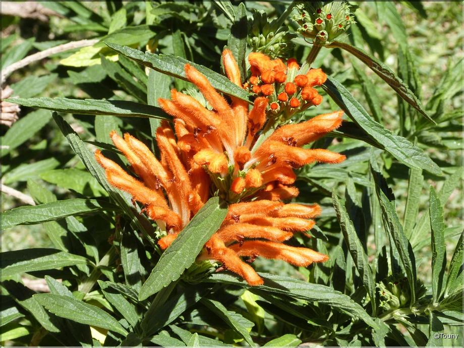 Madère - queue de lion - leonotis leonurus