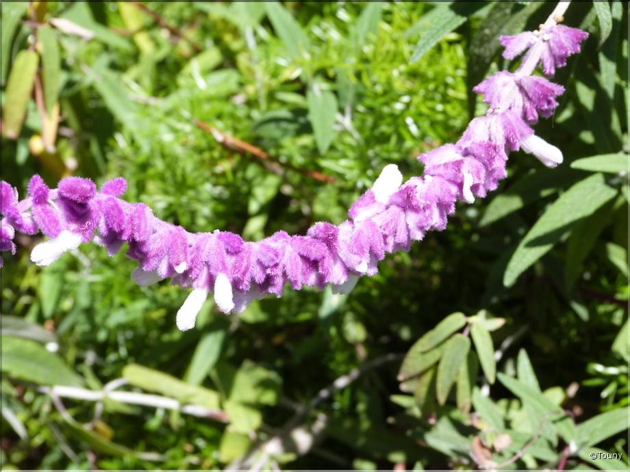 Madère - sauge à fleurs blanches