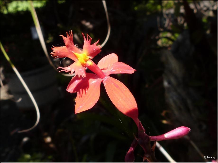 Madère - epidendrum ibaguense