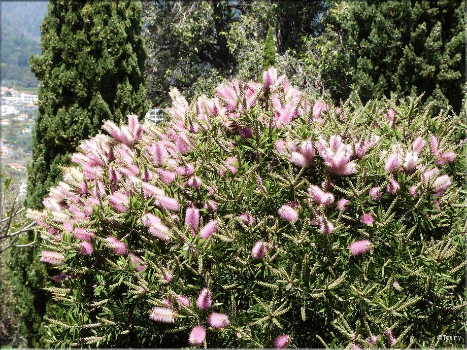 Madère - callistemon - rince-bouteille