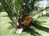 Madère - Encephalartos sclavoi