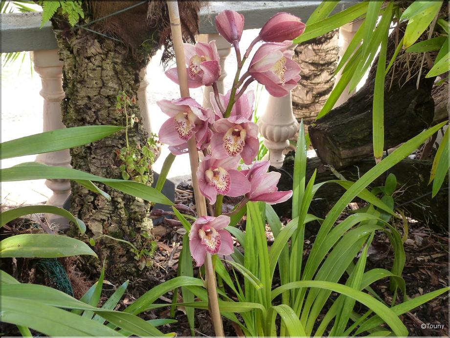 Madère - Cymbidium