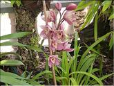 Madère - Cymbidium