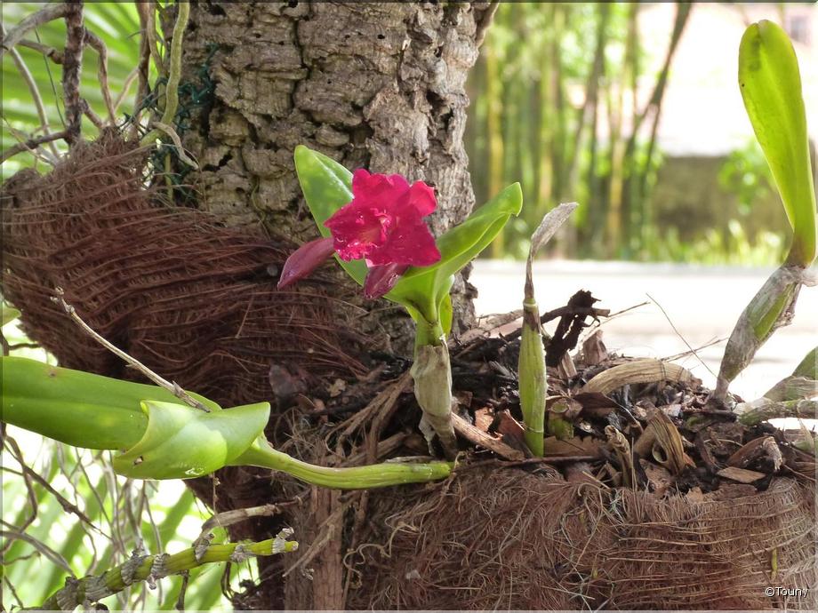 Madère - cattleya