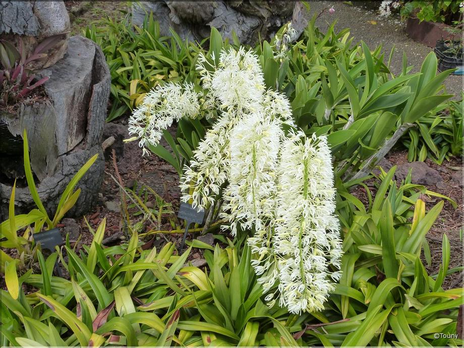 Madère - brassia verucosa