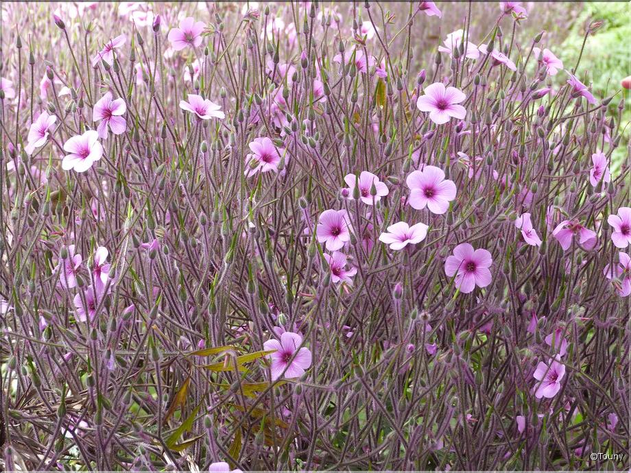 Madère - geranium de madère (geranium maderense)