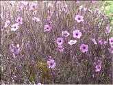 Madère - geranium de madère (geranium maderense)