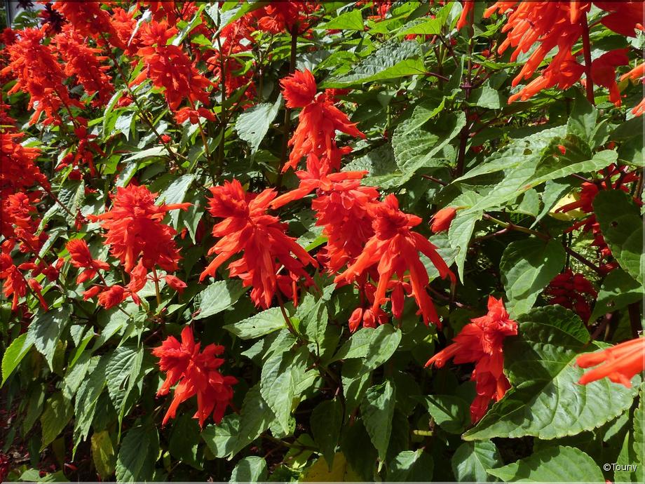 Madère - salvia splendens