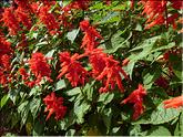 Madère - salvia splendens
