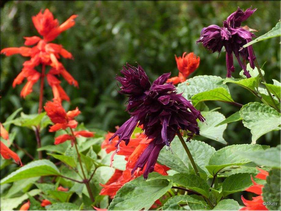Madère - salvia splendens