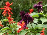 Madère - salvia splendens