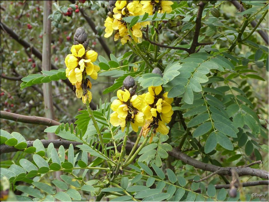 Madère - séné (Senna didymobotrya)