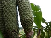 Madère - ananas banane