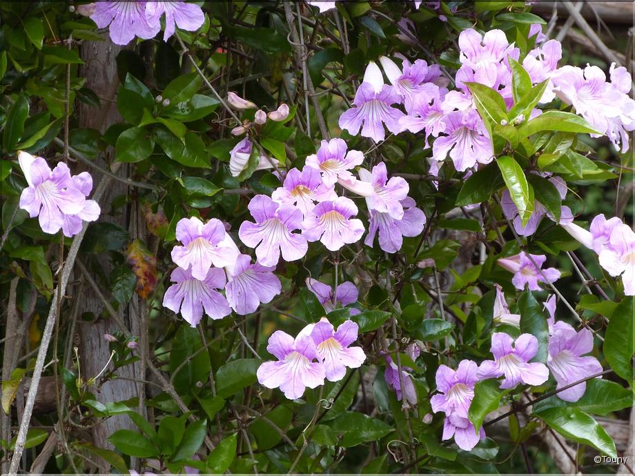 Madère - bignone rose (bignonia callistegioides)