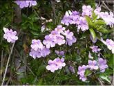 Madère - bignone rose (bignonia callistegioides)