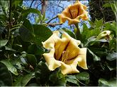 Madère - liane trompette (solandra maxima)