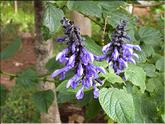 Madère - salvia slendens