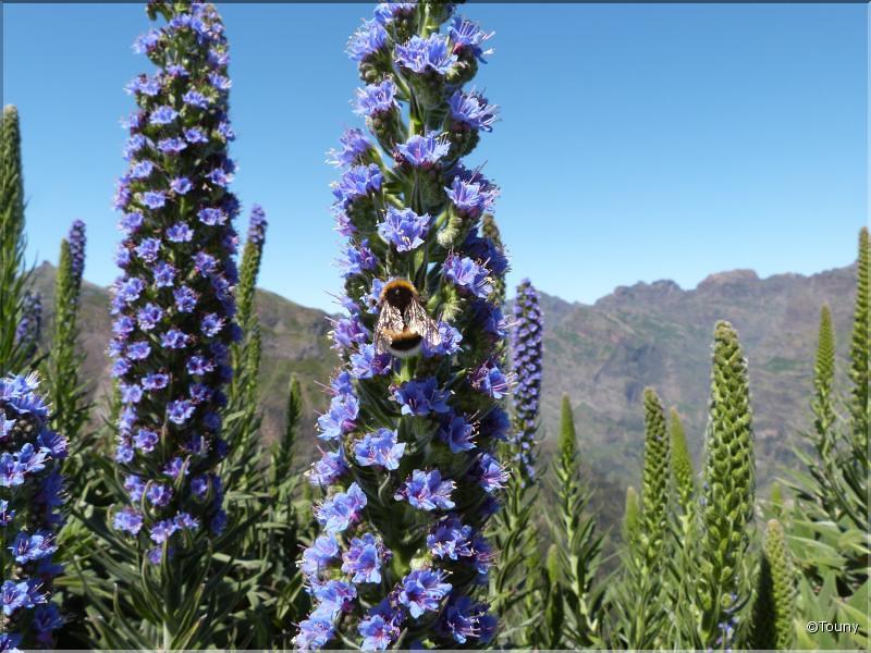 Madère - vipérine de madère  (echium candicans)