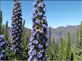 Madère - vipérine de madère  (echium candicans)