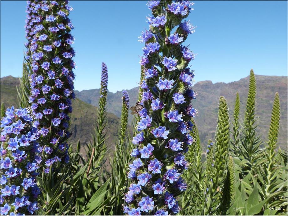 Madère - vipérine de madère (echium candicans)