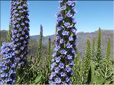 Madère - vipérine de madère (echium candicans)