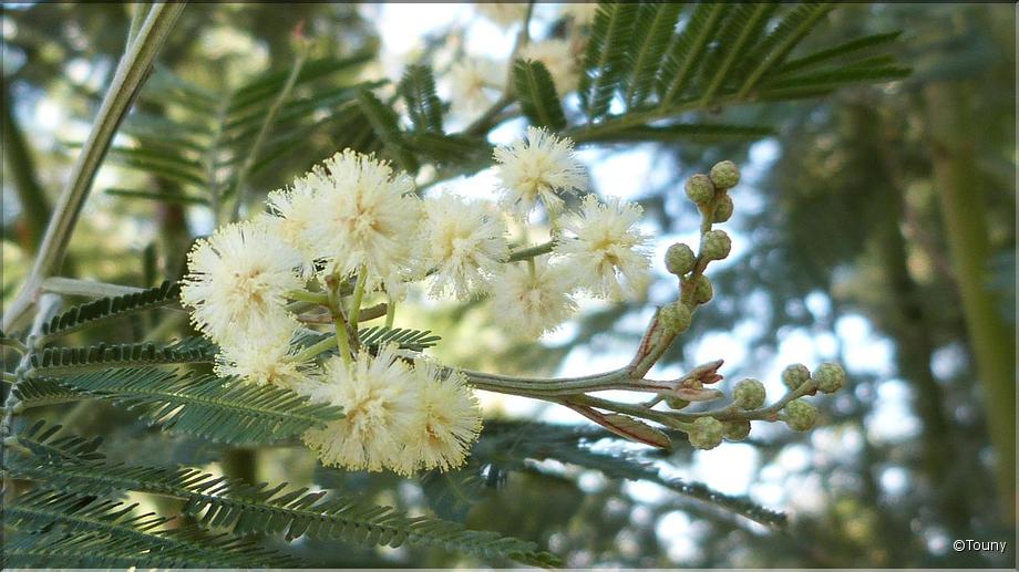 Madère - cabo girao - mimosa 4 saisons s