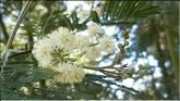 Madère - cabo girao - mimosa 4 saisons s