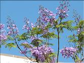 Madère - Funchal - jacaranda