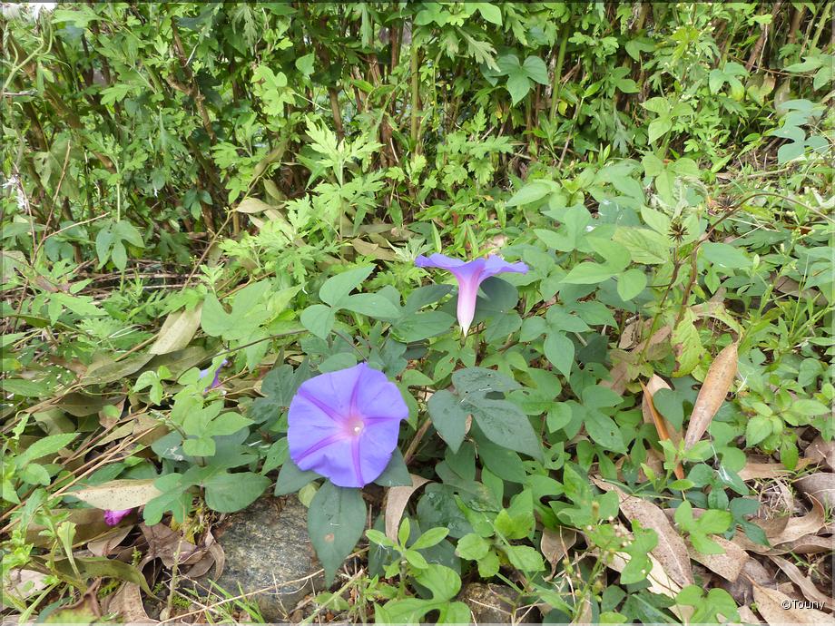 Sri Lanka - convolvulus