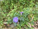 Sri Lanka - convolvulus