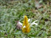 Sri Lanka - panache d'officier (pachystachys lutea)
