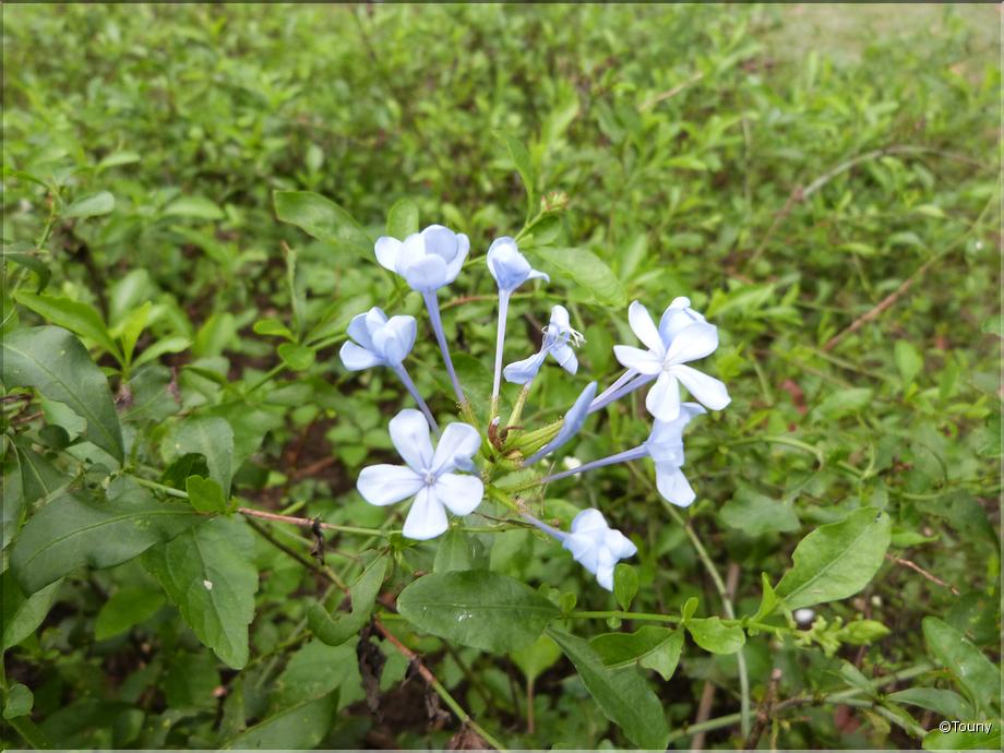 Sri Lanka - dentelaire du cap (plumbago auriculata)