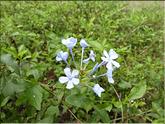 Sri Lanka - dentelaire du cap (plumbago auriculata)